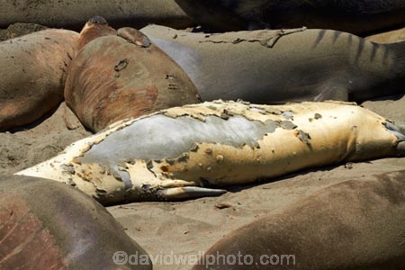 America;American;animal;animals;Big-Sur;CA;California;California-1;California-Central-Coast;California-State-Route-1;Central-Coast;coast;coastal;coasts;crowd;crowded;crowds;elephant-seal;Elephant-seal-colony;elephant-seals;fur;mammal;mammals;marine-mammal;marine-mammals;Mirounga-angustirostris;molt;molting;molting-season;moult;moulting;moulting-season;Northern-Elephant-Seal;Pacific-Coast-Highway;Pacific-Coast-Road;Piedras-Blancas;Piedras-Blancas-elephant-seal-rookery;Piedras-Blancas-rookery;Point-Piedras-Blancas;rookeries;rookery;San-Simeon;seal;Seal-colony;Seal-rookery;seals;shedd;shedding;slough;sloughing;States;The-Big-Sur;The-Central-Coast;U.S.A;United-States;United-States-of-America;USA;West-Coast;West-United-States;West-US;West-USA;Western-United-States;Western-US;Western-USA;wildlife