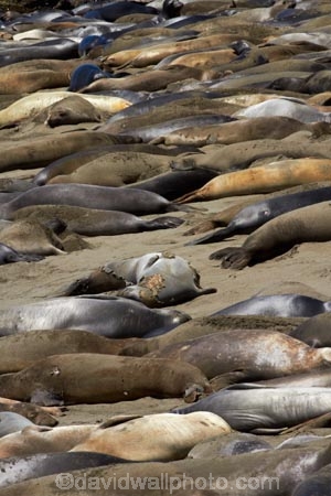 America;American;animal;animals;Big-Sur;CA;California;California-1;California-Central-Coast;California-State-Route-1;Central-Coast;coast;coastal;coasts;crowd;crowded;crowds;elephant-seal;Elephant-seal-colony;elephant-seals;mammal;mammals;marine-mammal;marine-mammals;Mirounga-angustirostris;Northern-Elephant-Seal;Pacific-Coast-Highway;Pacific-Coast-Road;pattern;patterns;Piedras-Blancas;Piedras-Blancas-elephant-seal-rookery;Piedras-Blancas-rookery;Point-Piedras-Blancas;rookeries;rookery;San-Simeon;seal;Seal-colony;Seal-rookery;seals;States;The-Big-Sur;The-Central-Coast;U.S.A;United-States;United-States-of-America;USA;West-Coast;West-United-States;West-US;West-USA;Western-United-States;Western-US;Western-USA;wildlife
