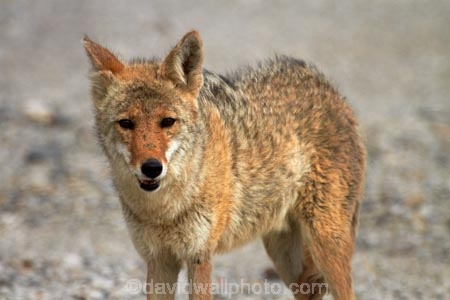 8285;america;american;American-jackal;American-jackals;badwater;Badwater-Basin;basin;brush-wolf;brush-wolves;CA;california;Canid;Canidae;Canids;canis;Canis-latrans;Carnivora;carnivore;carnivores;Close-up;Closeup;close_up;coyote;coyotes;death;Death-Valley;Death-Valley-N.P.;Death-Valley-National-Park;desert;Great-Basin;International-Biosphere-Reserve;latrans;Mammal;Mammals;mojave;Mojave-Desert;national;national-park;National-parks;omnivore;omnivores;park;Portrait;portraits;prairie-wolf;prairie-wolves;predator;predators;states;The-Great-Basin;U.S.A;United-States;United-States-of-America;usa;valley;west-coast;West-United-States;West-US;West-USA;Western-United-States;Western-US;Western-USA;wilderness-area;Wildlife