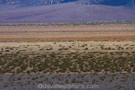 8577;america;american;CA;california;death;Death-Valley;Death-Valley-N.P.;Death-Valley-National-Park;desert;Desert-plants;flat;flats;Great-Basin;International-Biosphere-Reserve;Inyo-County;low-sand-dunes;mojave;Mojave-Desert;national;national-park;National-parks;park;plain;plains;states;Stovepipe-Wells;The-Great-Basin;U.S.A;United-States;United-States-of-America;usa;valley;west-coast;West-United-States;West-US;West-USA;Western-United-States;Western-US;Western-USA