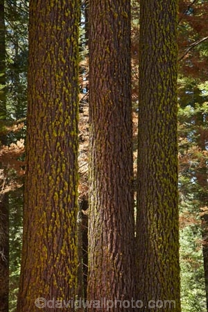 America;American;bark;CA;California;conifer;coniferous-tree;coniferous-trees;conifers;Crane-Flat;forest;forested;forests;giant-redwood;giant-sequoia;giant-sequoia-grove;giant-sequoia-groves;giant-sequoias;national-park;national-parks;redwoods;sequoia;sequoia-grove;sequoia-groves;Sequoiadendron;Sequoiadendron-giganteum;sequoias;Sierra-Nevada;Sierra-Nevada-foothills;Sierra-redwood;Sierran-redwood;States;timber;tree;tree-trunk;tree-trunks;trees;truck;trunks;Tuolumne-Grove;Tuolumne-Sequoia-Grove;U.S.A;UN-world-heritage-area;UN-world-heritage-site;UNESCO-World-Heritage-area;UNESCO-World-Heritage-Site;united-nations-world-heritage-area;united-nations-world-heritage-site;United-States;United-States-of-America;USA;Wellingtonia;West-Coast;West-United-States;West-US;West-USA;Western-United-States;Western-US;Western-USA;wood;woods;world-heritage;world-heritage-area;world-heritage-areas;World-Heritage-Park;World-Heritage-site;World-Heritage-Sites;Yosemite;Yosemite-N.P.;Yosemite-Nat-Pk;Yosemite-National-Park;Yosemite-NP