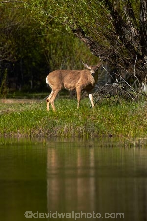 America;American;brook;brooks;CA;California;calm;creek;creeks;deer;doe;does;female;female-deer;females;field;fields;grass;mammal;meadow;meadows;Mirror-Lake;Mirror-Lake-Look-Trail;Mirror-Lake-Loop-Trail;Mirror-Lake-Trail;Mule-deer;national-park;national-parks;Odocoileus-hemionus;paddock;paddocks;pasture;pastures;placid;quiet;reflected;reflection;reflections;serene;Sierra-Nevada;Sierra-Nevada-foothills;smooth;States;still;stream;streams;Tenaya-Canyon;Tenaya-Creek;Tenaya-River;Tenaya-Stream;tranquil;U.S.A;UN-world-heritage-area;UN-world-heritage-site;UNESCO-World-Heritage-area;UNESCO-World-Heritage-Site;united-nations-world-heritage-area;united-nations-world-heritage-site;United-States;United-States-of-America;USA;water;West-Coast;West-United-States;West-US;West-USA;Western-United-States;Western-US;Western-USA;wildlife;world-heritage;world-heritage-area;world-heritage-areas;World-Heritage-Park;World-Heritage-site;World-Heritage-Sites;Yosemite;Yosemite-N.P.;Yosemite-Nat-Pk;Yosemite-National-Park;Yosemite-NP;Yosemite-Valley