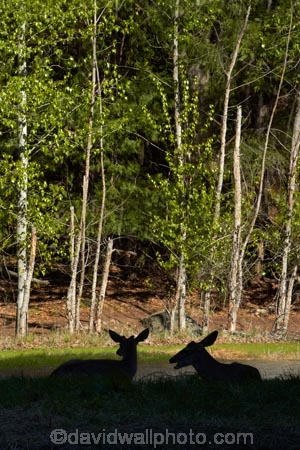 America;American;CA;California;deer;doe;does;female;female-deer;females;forest;forested;forests;mammal;Mirror-Lake-Look-Trail;Mirror-Lake-Loop-Trail;Mirror-Lake-Trail;Mule-deer;national-park;national-parks;Odocoileus-hemionus;Sierra-Nevada;Sierra-Nevada-foothills;silhouette;silhouettes;States;Tenaya-Canyon;tree;trees;U.S.A;UN-world-heritage-area;UN-world-heritage-site;UNESCO-World-Heritage-area;UNESCO-World-Heritage-Site;united-nations-world-heritage-area;united-nations-world-heritage-site;United-States;United-States-of-America;USA;West-Coast;West-United-States;West-US;West-USA;Western-United-States;Western-US;Western-USA;wildlife;world-heritage;world-heritage-area;world-heritage-areas;World-Heritage-Park;World-Heritage-site;World-Heritage-Sites;Yosemite;Yosemite-N.P.;Yosemite-Nat-Pk;Yosemite-National-Park;Yosemite-NP;Yosemite-Valley