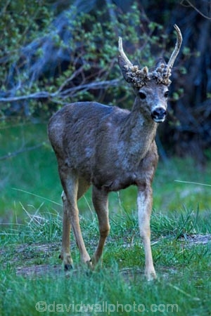 America;American;CA;California;deer;field;fields;grass;male;males;mammal;meadow;meadows;Mirror-Lake-Look-Trail;Mirror-Lake-Loop-Trail;Mirror-Lake-Trail;Mule-deer;national-park;national-parks;Odocoileus-hemionus;paddock;paddocks;pasture;pastures;Sierra-Nevada;Sierra-Nevada-foothills;stag;stags;States;Tenaya-Canyon;U.S.A;UN-world-heritage-area;UN-world-heritage-site;UNESCO-World-Heritage-area;UNESCO-World-Heritage-Site;united-nations-world-heritage-area;united-nations-world-heritage-site;United-States;United-States-of-America;USA;West-Coast;West-United-States;West-US;West-USA;Western-United-States;Western-US;Western-USA;wildlife;world-heritage;world-heritage-area;world-heritage-areas;World-Heritage-Park;World-Heritage-site;World-Heritage-Sites;Yosemite;Yosemite-N.P.;Yosemite-Nat-Pk;Yosemite-National-Park;Yosemite-NP;Yosemite-Valley