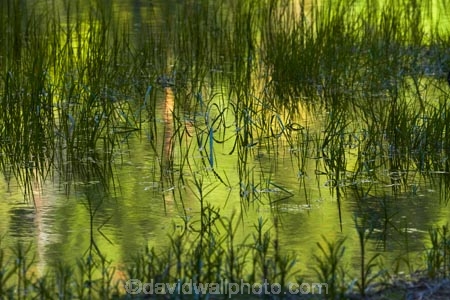 America;American;brook;brooks;CA;California;calm;creek;creeks;green;Mirror-Lake;Mirror-Lake-Look-Trail;Mirror-Lake-Loop-Trail;Mirror-Lake-Trail;national-park;national-parks;placid;quiet;reflected;reflection;reflections;serene;Sierra-Nevada;Sierra-Nevada-foothills;smooth;States;still;stream;streams;Tenaya-Canyon;Tenaya-Creek;Tenaya-River;Tenaya-Stream;tranquil;U.S.A;UN-world-heritage-area;UN-world-heritage-site;UNESCO-World-Heritage-area;UNESCO-World-Heritage-Site;united-nations-world-heritage-area;united-nations-world-heritage-site;United-States;United-States-of-America;USA;water;West-Coast;West-United-States;West-US;West-USA;Western-United-States;Western-US;Western-USA;world-heritage;world-heritage-area;world-heritage-areas;World-Heritage-Park;World-Heritage-site;World-Heritage-Sites;Yosemite;Yosemite-N.P.;Yosemite-Nat-Pk;Yosemite-National-Park;Yosemite-NP;Yosemite-Valley