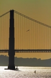 America;American;Bay-Area;birds;birf;bridge;bridges;CA;California;California-SR-1;California-State-Route-1;Golden-Gate;Golden-Gate-strait;Golden-Gate-straits;Icon;Iconic;infrastructure;kite-surfer;kite-surfers;Landmark;Landmarks;road-bridge;road-bridges;San-Francisco;San-Francisco-Bay;San-Francisco-Bay-Area;seagull;seagulls;shimmer;shimmering;States;sun;sunlight;suspension-bridge;suspension-bridges;traffic-bridge;traffic-bridges;transport;U.S.-Route-101;U.S.A;United-States;United-States-of-America;US-101;USA;West-Coast;West-United-States;West-US;West-USA;Western-United-States;Western-US;Western-USA;Wonder-of-the-Modern-World;Wonders-of-the-Modern-World