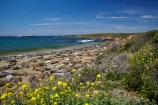 America;American;animal;animals;Big-Sur;CA;California;California-1;California-Central-Coast;California-State-Route-1;Central-Coast;coast;coastal;coastline;coastlines;coasts;crowd;crowded;crowds;elephant-seal;Elephant-seal-colony;elephant-seals;mammal;mammals;marine-mammal;marine-mammals;Mirounga-angustirostris;Northern-Elephant-Seal;ocean;oceans;Pacific;Pacific-Coast;Pacific-Coast-Highway;Pacific-Coast-Road;Pacific-Ocean;Piedras-Blancas;Piedras-Blancas-elephant-seal-rookery;Piedras-Blancas-rookery;Point-Piedras-Blancas;rookeries;rookery;San-Simeon;sea;seal;Seal-colony;Seal-rookery;seals;seas;shore;shoreline;shorelines;shores;States;The-Big-Sur;The-Central-Coast;U.S.A;United-States;United-States-of-America;USA;water;West-Coast;West-United-States;West-US;West-USA;Western-United-States;Western-US;Western-USA;wildlife