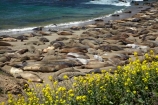 America;American;animal;animals;Big-Sur;CA;California;California-1;California-Central-Coast;California-State-Route-1;Central-Coast;coast;coastal;coastline;coastlines;coasts;crowd;crowded;crowds;elephant-seal;Elephant-seal-colony;elephant-seals;mammal;mammals;marine-mammal;marine-mammals;Mirounga-angustirostris;Northern-Elephant-Seal;ocean;oceans;Pacific;Pacific-Coast;Pacific-Coast-Highway;Pacific-Coast-Road;Pacific-Ocean;Piedras-Blancas;Piedras-Blancas-elephant-seal-rookery;Piedras-Blancas-rookery;Point-Piedras-Blancas;rookeries;rookery;San-Simeon;sea;seal;Seal-colony;Seal-rookery;seals;seas;shore;shoreline;shorelines;shores;States;The-Big-Sur;The-Central-Coast;U.S.A;United-States;United-States-of-America;USA;water;West-Coast;West-United-States;West-US;West-USA;Western-United-States;Western-US;Western-USA;wildlife