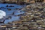 America;American;animal;animals;Big-Sur;CA;California;California-1;California-Central-Coast;California-State-Route-1;Central-Coast;coast;coastal;coastline;coastlines;coasts;crowd;crowded;crowds;elephant-seal;Elephant-seal-colony;elephant-seals;mammal;mammals;marine-mammal;marine-mammals;Mirounga-angustirostris;Northern-Elephant-Seal;ocean;oceans;Pacific;Pacific-Coast;Pacific-Coast-Highway;Pacific-Coast-Road;Pacific-Ocean;Piedras-Blancas;Piedras-Blancas-elephant-seal-rookery;Piedras-Blancas-rookery;Point-Piedras-Blancas;rookeries;rookery;San-Simeon;sea;seal;Seal-colony;Seal-rookery;seals;seas;shore;shoreline;shorelines;shores;States;The-Big-Sur;The-Central-Coast;U.S.A;United-States;United-States-of-America;USA;water;West-Coast;West-United-States;West-US;West-USA;Western-United-States;Western-US;Western-USA;wildlife