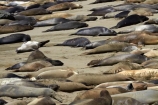 America;American;animal;animals;Big-Sur;CA;California;California-1;California-Central-Coast;California-State-Route-1;Central-Coast;coast;coastal;coasts;crowd;crowded;crowds;elephant-seal;Elephant-seal-colony;elephant-seals;mammal;mammals;marine-mammal;marine-mammals;Mirounga-angustirostris;Northern-Elephant-Seal;Pacific-Coast-Highway;Pacific-Coast-Road;pattern;patterns;Piedras-Blancas;Piedras-Blancas-elephant-seal-rookery;Piedras-Blancas-rookery;Point-Piedras-Blancas;rookeries;rookery;San-Simeon;seal;Seal-colony;Seal-rookery;seals;States;The-Big-Sur;The-Central-Coast;U.S.A;United-States;United-States-of-America;USA;West-Coast;West-United-States;West-US;West-USA;Western-United-States;Western-US;Western-USA;wildlife