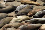 America;American;animal;animals;Big-Sur;CA;California;California-1;California-Central-Coast;California-State-Route-1;Central-Coast;coast;coastal;coasts;crowd;crowded;crowds;elephant-seal;Elephant-seal-colony;elephant-seals;mammal;mammals;marine-mammal;marine-mammals;Mirounga-angustirostris;Northern-Elephant-Seal;Pacific-Coast-Highway;Pacific-Coast-Road;pattern;patterns;Piedras-Blancas;Piedras-Blancas-elephant-seal-rookery;Piedras-Blancas-rookery;Point-Piedras-Blancas;rookeries;rookery;San-Simeon;seal;Seal-colony;Seal-rookery;seals;States;The-Big-Sur;The-Central-Coast;U.S.A;United-States;United-States-of-America;USA;West-Coast;West-United-States;West-US;West-USA;Western-United-States;Western-US;Western-USA;wildlife