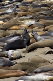 America;American;animal;animals;Big-Sur;CA;California;California-1;California-Central-Coast;California-State-Route-1;Central-Coast;coast;coastal;coasts;crowd;crowded;crowds;elephant-seal;Elephant-seal-colony;elephant-seals;fight;fighting;mammal;mammals;marine-mammal;marine-mammals;Mirounga-angustirostris;Northern-Elephant-Seal;Pacific-Coast-Highway;Pacific-Coast-Road;Piedras-Blancas;Piedras-Blancas-elephant-seal-rookery;Piedras-Blancas-rookery;Point-Piedras-Blancas;rookeries;rookery;San-Simeon;seal;Seal-colony;Seal-rookery;seals;States;The-Big-Sur;The-Central-Coast;U.S.A;United-States;United-States-of-America;USA;West-Coast;West-United-States;West-US;West-USA;Western-United-States;Western-US;Western-USA;wildlife