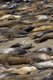 America;American;animal;animals;Big-Sur;CA;California;California-1;California-Central-Coast;California-State-Route-1;Central-Coast;coast;coastal;coasts;crowd;crowded;crowds;elephant-seal;Elephant-seal-colony;elephant-seals;mammal;mammals;marine-mammal;marine-mammals;Mirounga-angustirostris;Northern-Elephant-Seal;Pacific-Coast-Highway;Pacific-Coast-Road;pattern;patterns;Piedras-Blancas;Piedras-Blancas-elephant-seal-rookery;Piedras-Blancas-rookery;Point-Piedras-Blancas;rookeries;rookery;San-Simeon;seal;Seal-colony;Seal-rookery;seals;States;The-Big-Sur;The-Central-Coast;U.S.A;United-States;United-States-of-America;USA;West-Coast;West-United-States;West-US;West-USA;Western-United-States;Western-US;Western-USA;wildlife