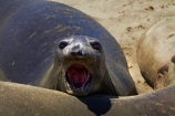 America;American;animal;animals;Big-Sur;CA;California;California-1;California-Central-Coast;California-State-Route-1;Central-Coast;coast;coastal;coasts;elephant-seal;Elephant-seal-colony;elephant-seals;mammal;mammals;marine-mammal;marine-mammals;Mirounga-angustirostris;Northern-Elephant-Seal;Pacific-Coast-Highway;Pacific-Coast-Road;Piedras-Blancas;Piedras-Blancas-elephant-seal-rookery;Piedras-Blancas-rookery;Point-Piedras-Blancas;rookeries;rookery;San-Simeon;seal;Seal-colony;Seal-rookery;seals;States;The-Big-Sur;The-Central-Coast;U.S.A;United-States;United-States-of-America;USA;West-Coast;West-United-States;West-US;West-USA;Western-United-States;Western-US;Western-USA;wildlife