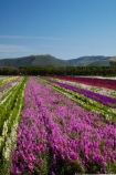 America;American;bloom;blooming;blooms;CA;California;Central-Coast;color;colorful;colors;colour;colourful;colours;country;countryside;cultivation;farm;farming;farmland;farms;field;fields;flora;floral;flower;flowers;fresh;garden;grow;growing;growth;horticulture;Lompoc;mauve;paddock;paddocks;pink;purple;renew;row;rows;rural;Santa-Barbara-County;season;seasonal;seasons;spring;springtime;States;flower-growing;flower-field;U.S.A;United-States;United-States-of-America;USA;violet;West-Coast;West-United-States;West-US;West-USA;Western-United-States;Western-US;Western-USA