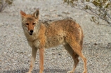 8294;america;american;American-jackal;American-jackals;badwater;Badwater-Basin;basin;brush-wolf;brush-wolves;CA;california;Canid;Canidae;Canids;canis;Canis-latrans;Carnivora;carnivore;carnivores;coyote;coyotes;death;Death-Valley;Death-Valley-N.P.;Death-Valley-National-Park;desert;Great-Basin;International-Biosphere-Reserve;latrans;Mammal;Mammals;mojave;Mojave-Desert;national;national-park;National-parks;omnivore;omnivores;park;prairie-wolf;prairie-wolves;predator;predators;states;The-Great-Basin;U.S.A;United-States;United-States-of-America;usa;valley;west-coast;West-United-States;West-US;West-USA;Western-United-States;Western-US;Western-USA;wilderness-area;Wildlife