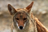 8365;america;american;American-jackal;American-jackals;badwater;Badwater-Basin;basin;brush-wolf;brush-wolves;CA;california;Canid;Canidae;Canids;canis;Canis-latrans;Carnivora;carnivore;carnivores;Close-up;Closeup;close_up;coyote;coyotes;death;Death-Valley;Death-Valley-N.P.;Death-Valley-National-Park;desert;Great-Basin;International-Biosphere-Reserve;latrans;Mammal;Mammals;mojave;Mojave-Desert;national;national-park;National-parks;omnivore;omnivores;park;Portrait;portraits;prairie-wolf;prairie-wolves;predator;predators;states;The-Great-Basin;U.S.A;United-States;United-States-of-America;usa;valley;west-coast;West-United-States;West-US;West-USA;Western-United-States;Western-US;Western-USA;wilderness-area;Wildlife