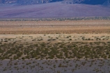 8577;america;american;CA;california;death;Death-Valley;Death-Valley-N.P.;Death-Valley-National-Park;desert;Desert-plants;flat;flats;Great-Basin;International-Biosphere-Reserve;Inyo-County;low-sand-dunes;mojave;Mojave-Desert;national;national-park;National-parks;park;plain;plains;states;Stovepipe-Wells;The-Great-Basin;U.S.A;United-States;United-States-of-America;usa;valley;west-coast;West-United-States;West-US;West-USA;Western-United-States;Western-US;Western-USA