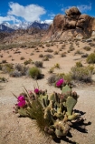 Alabama-Hills;Alabama-Hills-Beavertail;Alabama-Hills-Beavertail-Prickly-Pear;Alabama-Hills-Recreation-Area;America;American;Beavertail-Cacti;Beavertail-Cactus;Beavertail-Prickly-Pear;Beavertail-Prickly-Pears;Beavertail-Pricklypear;Beavertail-Pricklypears;BLM-Alabama-Hills-Recreation-Area;CA;Cactaceae;cactus-flower;cactus-flowers;California;flower;flowers;Inyo-County;Lone-Pine;mountain;mountain-range;mountain-ranges;mountains-range;Opuntia-basilaris-subsp.-whitneyana;Opuntia-basilaris-var.-whitneyana;Opuntia-basilaris-whitneyana;Opuntia-whitneyana;Owens-Valley;pink;pink-flower;pink-flowers;prickly-pear-cactus;pricklypear-cactus;ranges;Sierra-Nevada;Sierra-Nevada-Mountain-Range;Sierra-Nevadas;snow;snow-capped;snow_capped;snowcapped;snowy;States;succulent;U.S.A;United-States;United-States-of-America;USA;West-Coast;West-United-States;West-US;West-USA;Western-United-States;Western-US;Western-USA;wildflower;wildflowers