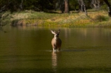America;American;brook;brooks;CA;California;calm;creek;creeks;deer;doe;does;female;female-deer;females;mammal;Mirror-Lake;Mirror-Lake-Look-Trail;Mirror-Lake-Loop-Trail;Mirror-Lake-Trail;Mule-deer;national-park;national-parks;Odocoileus-hemionus;placid;quiet;reflected;reflection;reflections;serene;Sierra-Nevada;Sierra-Nevada-foothills;smooth;States;still;stream;streams;Tenaya-Canyon;Tenaya-Creek;Tenaya-River;Tenaya-Stream;tranquil;U.S.A;UN-world-heritage-area;UN-world-heritage-site;UNESCO-World-Heritage-area;UNESCO-World-Heritage-Site;united-nations-world-heritage-area;united-nations-world-heritage-site;United-States;United-States-of-America;USA;water;West-Coast;West-United-States;West-US;West-USA;Western-United-States;Western-US;Western-USA;wildlife;world-heritage;world-heritage-area;world-heritage-areas;World-Heritage-Park;World-Heritage-site;World-Heritage-Sites;Yosemite;Yosemite-N.P.;Yosemite-Nat-Pk;Yosemite-National-Park;Yosemite-NP;Yosemite-Valley