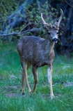 America;American;CA;California;deer;field;fields;grass;male;males;mammal;meadow;meadows;Mirror-Lake-Look-Trail;Mirror-Lake-Loop-Trail;Mirror-Lake-Trail;Mule-deer;national-park;national-parks;Odocoileus-hemionus;paddock;paddocks;pasture;pastures;Sierra-Nevada;Sierra-Nevada-foothills;stag;stags;States;Tenaya-Canyon;U.S.A;UN-world-heritage-area;UN-world-heritage-site;UNESCO-World-Heritage-area;UNESCO-World-Heritage-Site;united-nations-world-heritage-area;united-nations-world-heritage-site;United-States;United-States-of-America;USA;West-Coast;West-United-States;West-US;West-USA;Western-United-States;Western-US;Western-USA;wildlife;world-heritage;world-heritage-area;world-heritage-areas;World-Heritage-Park;World-Heritage-site;World-Heritage-Sites;Yosemite;Yosemite-N.P.;Yosemite-Nat-Pk;Yosemite-National-Park;Yosemite-NP;Yosemite-Valley