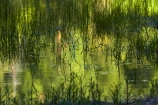 America;American;brook;brooks;CA;California;calm;creek;creeks;green;Mirror-Lake;Mirror-Lake-Look-Trail;Mirror-Lake-Loop-Trail;Mirror-Lake-Trail;national-park;national-parks;placid;quiet;reflected;reflection;reflections;serene;Sierra-Nevada;Sierra-Nevada-foothills;smooth;States;still;stream;streams;Tenaya-Canyon;Tenaya-Creek;Tenaya-River;Tenaya-Stream;tranquil;U.S.A;UN-world-heritage-area;UN-world-heritage-site;UNESCO-World-Heritage-area;UNESCO-World-Heritage-Site;united-nations-world-heritage-area;united-nations-world-heritage-site;United-States;United-States-of-America;USA;water;West-Coast;West-United-States;West-US;West-USA;Western-United-States;Western-US;Western-USA;world-heritage;world-heritage-area;world-heritage-areas;World-Heritage-Park;World-Heritage-site;World-Heritage-Sites;Yosemite;Yosemite-N.P.;Yosemite-Nat-Pk;Yosemite-National-Park;Yosemite-NP;Yosemite-Valley