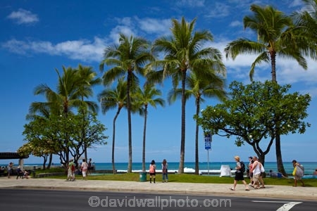 America;American;Hawaii;Hawaiian-Islands;HI;holiday;holidays;Honolulu;hot;Island-of-Oahu;Kalakaua-Ave;Kalakaua-Avenue;Oahu;Oahu;Oahu-Island;Pacific;palm;palm-tree;palm-trees;palms;people;person;State-of-Hawaii;States;summer;tourism;tourist;tourists;tropical;tropical-beach;tropical-beaches;tropical-island;tropical-islands;tropics;U.S.A;United-States;United-States-of-America;USA;vacation;vacations;visitor;visitors;Waikiki;Waikiki-Beach