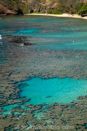 America;American;beach;beaches;coast;coastal;coastline;coastlines;coral-reef;coral-reefs;corals;dive-site;dive-sites;diving;ecosystem;environment;Hanauma;Hanauma-Bay;Hanauma-Bay-Beach;Hanauma-Bay-Nature-Preserve;Hanauma-Bay-Nature-Reserve;Hanauma-Bay-State-Park;Hanauma-Beach;Hanauma-Crater;Hawaii;Hawaiian-Islands;HI;Island-of-Oahu;leisure;marine;marine-environment;marine-life;marinelife;Oahu;Oahu;Oahu-Island;Ocean;oceanlife;Oceans;Outdoor;Outdoors;Outside;Pacific;people;person;Persons;Recreation;reef;reefs;sand;sandy;sea;sealife;seas;snorkelers;snorkeling;snorkellers;snorkelling;snorleler;snorleller;State-of-Hawaii;States;tourisim;tourism;tourist;tourists;tropical-beach;tropical-beaches;tropical-island;tropical-islands;tropical-reef;tropical-reefs;U.S.A;United-States;United-States-of-America;USA;visitor