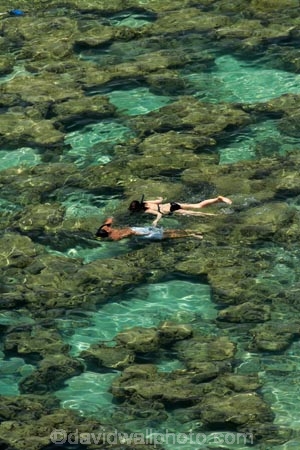 America;American;coral-reef;coral-reefs;corals;dive-site;dive-sites;diving;ecosystem;environment;Hanauma;Hanauma-Bay;Hanauma-Bay-Nature-Preserve;Hanauma-Bay-Nature-Reserve;Hanauma-Bay-State-Park;Hanauma-Crater;Hawaii;Hawaiian-Islands;HI;Island-of-Oahu;leisure;marine;marine-environment;marine-life;marinelife;Oahu;Oahu;Oahu-Island;Ocean;oceanlife;Oceans;Outdoor;Outdoors;Outside;Pacific;people;person;Persons;Recreation;reef;reefs;sea;sealife;seas;snorkelers;snorkeling;snorkellers;snorkelling;snorleler;snorleller;State-of-Hawaii;States;tourisim;tourism;tourist;tourists;tropical-beach;tropical-beaches;tropical-island;tropical-islands;tropical-reef;tropical-reefs;U.S.A;United-States;United-States-of-America;USA;visitor
