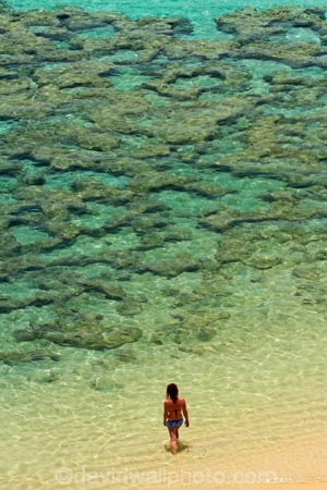 America;American;beach;beaches;coast;coastal;coastline;coastlines;coral-reef;coral-reefs;corals;dive-site;dive-sites;diving;ecosystem;environment;Hanauma;Hanauma-Bay;Hanauma-Bay-Beach;Hanauma-Bay-Nature-Preserve;Hanauma-Bay-Nature-Reserve;Hanauma-Bay-State-Park;Hanauma-Beach;Hanauma-Crater;Hawaii;Hawaiian-Islands;HI;Island-of-Oahu;leisure;marine;marine-environment;marine-life;marinelife;Oahu;Oahu;Oahu-Island;Ocean;oceanlife;Oceans;Outdoor;Outdoors;Outside;Pacific;people;person;Persons;Recreation;reef;reefs;sand;sandy;sea;sealife;seas;snorkelers;snorkeling;snorkellers;snorkelling;snorleler;snorleller;State-of-Hawaii;States;tourisim;tourism;tourist;tourists;tropical-beach;tropical-beaches;tropical-island;tropical-islands;tropical-reef;tropical-reefs;U.S.A;United-States;United-States-of-America;USA;visitor