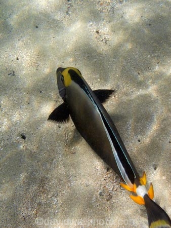 America;American;barcheek-unicornfish;barcheek-unicornfishes;clown-tang;clown-tanges;coral-reef;coral-reefs;corals;dive-site;dive-sites;diving;ecosystem;environment;family-Acanthuridae;fish;fishes;Hanauma;Hanauma-Bay;Hanauma-Bay-Nature-Preserve;Hanauma-Bay-Nature-Reserve;Hanauma-Bay-State-Park;Hanauma-Crater;Hawaii;Hawaiian-Islands;HI;Island-of-Oahu;marine;marine-environment;marine-life;marinelife;masked-unicornfish;masked-unicornfishes;Naso-lituratus;naso-tang;naso-tangs;Oahu;Oahu;Oahu-Island;Ocean;oceanlife;Oceans;orange_spine-surgeonfish;orange_spine-surgeonfishes;orange_spine-unicornfish;orange_spine-unicornfishes;Pacific;Pacific-orange_spine-unicorn;Pacific-orange_spine-unicornes;poll-unicornfish;poll-unicornfishes;redlip-surgeonfish;redlip-surgeonfishes;reef;reefs;sea;sealife;seas;smooth_head-unicornfish;smooth_head-unicornfishes;snorkeling;snorkelling;species;State-of-Hawaii;States;striped-unicornfish;striped-unicornfishes;tang;tangs;tropical-island;tropical-islands;tropical-reef;tropical-reefs;U.S.A;under-water;under_water;undersea;underwater;underwater-photo;underwater-photography;underwater-photos;unicornfish;unicornfishes;United-States;United-States-of-America;USA