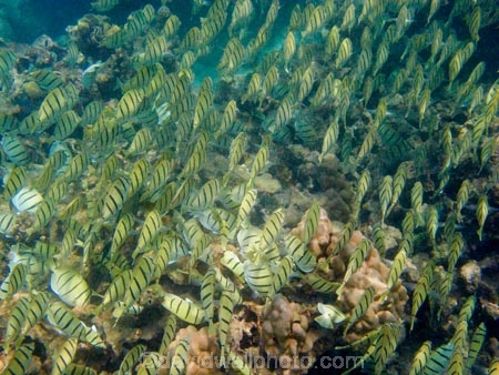 Acanthuridae;Acanthurus-triostegus;America;American;Convict-Tang;Convict-Tangs;coral-reef;coral-reefs;corals;dive-site;dive-sites;diving;ecosystem;environment;fish;fishes;Hanauma;Hanauma-Bay;Hanauma-Bay-Nature-Preserve;Hanauma-Bay-Nature-Reserve;Hanauma-Bay-State-Park;Hanauma-Crater;Hawaii;Hawaiian-Islands;HI;Island-of-Oahu;manini;marine;marine-environment;marine-life;marinelife;Oahu;Oahu;Oahu-Island;Ocean;oceanlife;Oceans;order-Perciformes;Pacific;reef;reefs;school;school-of-fish;schooling;schools;sea;sealife;seas;shaoling;shoal;shoal-of-fish;shoals;snorkeling;snorkelling;State-of-Hawaii;States;surgeonfish;tropical-island;tropical-islands;tropical-reef;tropical-reefs;U.S.A;under-water;under_water;undersea;underwater;underwater-photo;underwater-photography;underwater-photos;United-States;United-States-of-America;USA
