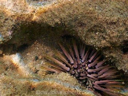 America;American;coral-reef;coral-reefs;corals;dive-site;dive-sites;diving;ecosystem;environment;Hanauma;Hanauma-Bay;Hanauma-Bay-Nature-Preserve;Hanauma-Bay-Nature-Reserve;Hanauma-Bay-State-Park;Hanauma-Crater;Hawaii;Hawaiian-Islands;HI;invertibrate;invertibrates;Island-of-Oahu;marine;marine-environment;marine-life;marinelife;Oahu;Oahu;Oahu-Island;Ocean;oceanlife;Oceans;Pacific;reef;reefs;sea;sea-urchin;sea-urchins;sealife;seas;snorkeling;snorkelling;State-of-Hawaii;States;tropical-island;tropical-islands;tropical-reef;tropical-reefs;U.S.A;under-water;under_water;undersea;underwater;underwater-photo;underwater-photography;underwater-photos;United-States;United-States-of-America;USA