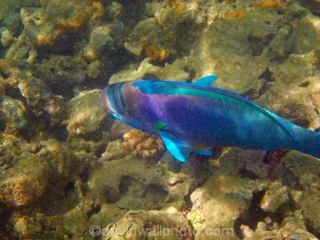 America;American;bright-blue;Chlorurus-perspicillatus;colorful;colourful;coral-reef;coral-reefs;corals;dive-site;dive-sites;diving;ecosystem;environment;fish;fishes;green;Hanauma;Hanauma-Bay;Hanauma-Bay-Nature-Preserve;Hanauma-Bay-Nature-Reserve;Hanauma-Bay-State-Park;Hanauma-Crater;Hawaii;Hawaiian-Islands;HI;Island-of-Oahu;marine;marine-environment;marine-life;marinelife;Oahu;Oahu;Oahu-Island;Ocean;oceanlife;Oceans;Pacific;Parrotfish;Parrotfished;reef;reefs;sea;sealife;seas;snorkeling;snorkelling;Spectacled-Parrotfish;Spectacled-Parrotfished;State-of-Hawaii;States;tropical-island;tropical-islands;tropical-reef;tropical-reefs;U.S.A;under-water;under_water;undersea;underwater;underwater-photo;underwater-photography;underwater-photos;United-States;United-States-of-America;USA