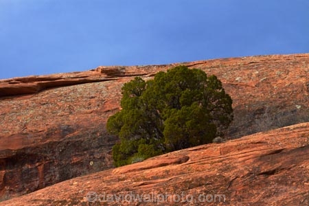 America;American-Southwest;Arches-N.P.;Arches-National-Park;Arches-NP;Devils-Garden;Devils-Garden;Entrada-Sandstone;Moab;national-park;national-parks;natural-geological-formation;natural-geological-formations;Navajo-Sandstone;rock;rock-formation;rock-formations;rocks;sandstone;South-west-United-States;South-west-US;South-west-USA;South-western-United-States;South-western-US;South-western-USA;Southwest-United-States;Southwest-US;Southwest-USA;Southwestern-United-States;Southwestern-US;Southwestern-USA;States;stone;the-Southwest;U.S.A;United-States;United-States-of-America;unusual-natural-feature;unusual-natural-features;unusual-natural-formation;unusual-natural-formations;US-National-Park;US-National-Parks;USA;UT;Utah;wilderness;wilderness-area;wilderness-areas