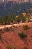 America;American-Southwest;Bryce-Amphitheater;Bryce-Amphitheatre;Bryce-Canyon;Bryce-Canyon-N.P.;Bryce-Canyon-National-Park;Bryce-Canyon-NP;Bryce-Canyon-Rides;Bryce-National-Park-Horseback-Tours;Canyon-Trail-Rides;cowboy;cowboys;equestrian;hiking-path;hiking-paths;hiking-track;hiking-tracks;hiking-trail;hiking-trails;horse;horse-rider;horse-riders;horse-riding;horse-tour;horse-tours;horse-trail;horse-trails;horse-trek;horse-trekker;horse-trekkers;horse-trekking;horse-treks;horseback-tours;horses;national-park;national-parks;path;paths;pathway;pathways;Paunsaugunt-Plateau;people;person;Queens-Garden-Path;Queens-Garden-Trackl;Queens-Garden-Trail;Queens-Garden-walk;Queens-Garden-Path;Queens-Garden-Track;Queens-Garden-Trail;Queens-Garden-walk;route;routes;South-west-United-States;South-west-US;South-west-USA;South-western-United-States;South-western-US;South-western-USA;Southwest-United-States;Southwest-US;Southwest-USA;Southwestern-United-States;Southwestern-US;Southwestern-USA;States;the-Southwest;track;tracks;trail;trails;tramping-track;tramping-tracks;tramping-trail;tramping-trails;U.S.A;United-States;United-States-of-America;USA;UT;Utah;walking-path;walking-paths;walking-track;walking-tracks;walking-trail;walking-trails;walkway;walkways