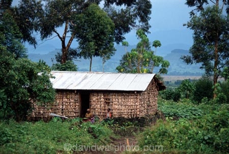 africa;african;africans;hut;huts;home;homes;housing;dwelling;residence;tin-roof;tin;iron;corrugated-iron;thatch;bamboo;bush;tree;trees;wilderness;family;mother;children;child;poor;poverty;tradition-;tradtitions;traditional;culture;cultures;cultural;third-world;zaire;congo;democratic-republic-of-congo;banana-leaves;banana-leaf