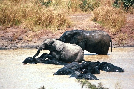 africa;african;africans;burkina-faso;elephant;elephants;pachyderm-;pachyderms;pond;ponds;pool;drinking;drink;wet;mamal;mamals;wildlife;wild;west-africa;africa