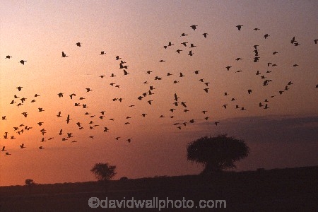 camerouns;cameroon;cameroons;cameroun;Light-Coloured-Giraffe;Waza-National-Park;Cameroun;West-Africa;africa;african;waza;egyptian-geese;bird;birds;goose;geese;alopochen-aegyptiacus;flock;flocks;many