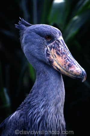 bird;birds;africa;african;animal;animals;feather;feathers;east-africa;nature;wild;wildlife;safari;safaris;game-viewing;ugly;unusual;huge;bill;Balaeniceps-rex;skoenbekooievaar;shoebills;shoe_bill;shoe_bills;stork;storks