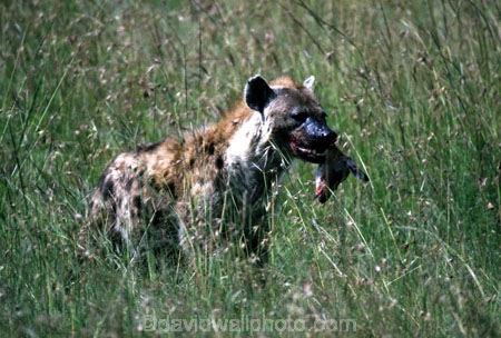 africa;african;animal;animals;mammal;mammals;nature;predator;predators;fur;east-africa;wildlife;wild;zoology;safari;safaris;game-viewing;carnivore;carnivores;omnivore;scavenger;scavengers;spotted-hyena;plain;crocuta-crocuta;erxleben;hyenas;tierwolf;-plain;plains;savannah;savanna;savanah;savana;grasslands;game-park;game-parks;safari;safaris;game-viewing;rift;impala;thompsons-gazelle;head;kill;eat