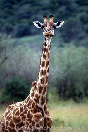Giraffa-camelopardalis;east-africa;africa;african;animal;animals;giraffes;mammal;wild;wildlife;zoology;long-neck;tall;height;savannah;savanna;savanah;savana;grasslands;game-park;game-parks;safari;safaris;game-viewing;rift-valley