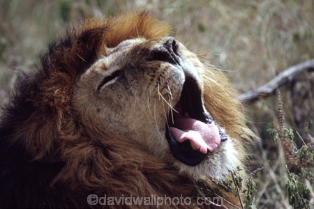 east-africa;africa;african;animal;animals;mammal;mammals;wild;wildlife;zoology;plain;plains;savannah;savanna;savanah;savana;grasslands;game-park;game-parks;cat;cats;feline;felines;predator;predators;carnivore;carnivores;lions;Panthera-leo;pride-leader;dominant;roar;yawn;yawning;teeth;canines;bite;hungry;hunger;lazy;laziness;roaring;sleepy;tired;sleepiness;mouth;mouths;yell;yelling;shout;shouts;shouting;yells;safari;safaris;game-viewing;rift-valley