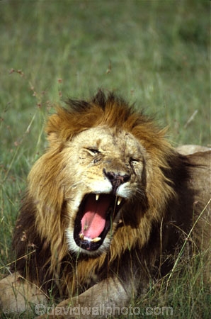 east-africa;africa;african;animal;animals;mammal;mammals;wild;wildlife;zoology;plain;plains;savannah;savanna;savanah;savana;grasslands;game-park;game-parks;cat;cats;feline;felines;predator;predators;carnivore;carnivores;lions;Panthera-leo;pride-leader;dominant;roar;yawn;yawning;teeth;canines;bite;hungry;hunger;lazy;laziness;roaring;sleepy;tired;sleepiness;mouth;mouths;yell;yelling;shout;shouts;shouting;yells;safari;safaris;game-viewing;rift-valley