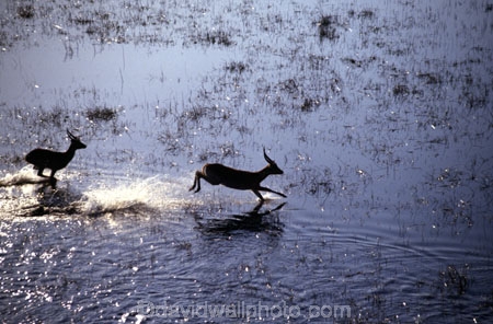 jump;water;splash;africa;african;antelope;antelopes;animal;animals;wild;wildlife;game-park;game-parks;safari;safaris;game-viewing;mammal;mammals;nature;kobus-leche