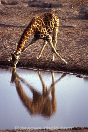 Giraffa-camelopardalis;africa;african;animal;animals;giraffes;mammal;wild;wildlife;zoology;long-neck;tall;height;savannah;savanna;savanah;savana;grasslands;game-park;game-parks;safari;safaris;game-viewing;rift-valley;drink;water-hole;reflections;reflection