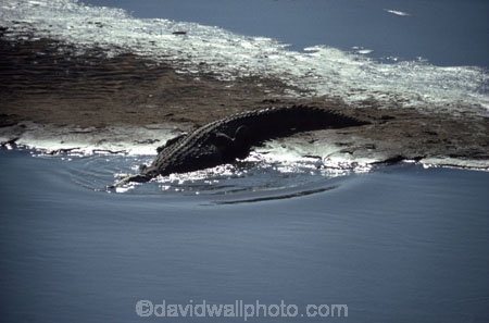 africa;african;animal;animals;east-africa;wildlife;wild;game-park;game-parks;safari;safaris;game-viewing;teeth;bite;hungry;hunger;mouth;mouths;danger;dangerous;reptile;reptiles;Nile-Crocodile;Crocodylus-niloticus