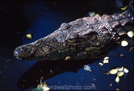 africa;african;animal;animals;east-africa;wildlife;wild;game-park;game-parks;safari;safaris;game-viewing;teeth;bite;hungry;hunger;mouth;mouths;danger;dangerous;reptile;reptiles;Nile-Crocodile;Crocodylus-niloticus