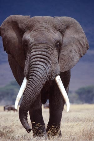 africa;african;animal;animals;elephant;elephants;african-elephant;african-elephants;jumbo;pachyderm;pachyderms;wildlife;wild;mammal;mammals;large;big;enormous;trunk;trunks;Loxodonta-africana;Ivory;tusk;tusks;game-park;game-parks;safari;safaris;game-viewing;threatened;endangered;nose;noses;national-park;national-parks;ear;ears;skin;herbivore;herbivores;walk;walking;head-on;head_on;reserve;reserves;Bull;bulls;Ngorongoro-Crater;Ngorongoro-Conservation-Area;Ngorongoro;Tanzania;Tanzanian;east-africa