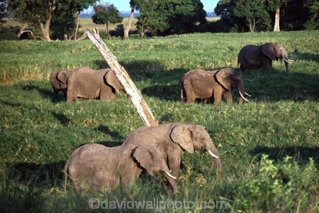 africa;african;animal;animals;elephant;elephants;african-elephant;african-elephants;jumbo;pachyderm;pachyderms;wildlife;wild;mammal;mammals;large;big;enormous;trunk;trunks;Loxodonta-africana;Ivory;tusk;tusks;game-park;game-parks;safari;safaris;game-viewing;threatened;endangered;nose;noses;national-park;national-parks;ear;ears;skin;herbivore;herbivores;reserve;reserves;Masai-Mara;masai;maasai;masai-mara-National-Reserve;Kenya;kenyan;east-africa;herd;herds